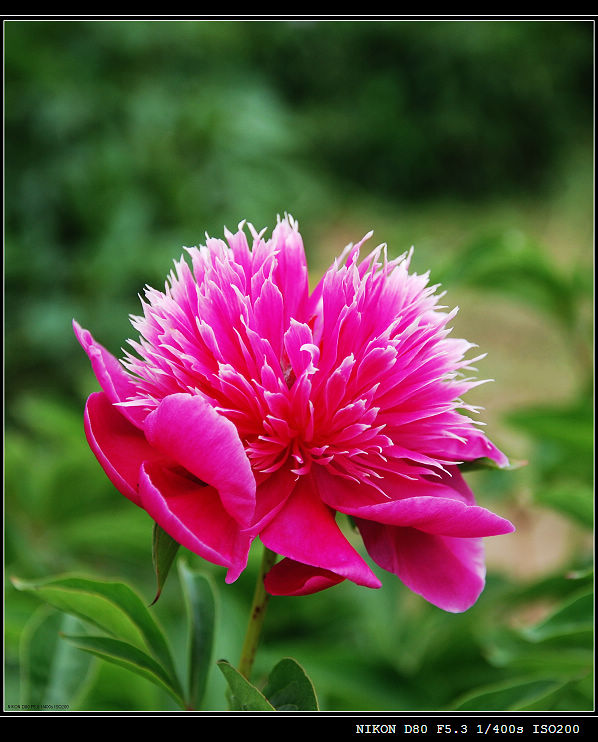 芍药花 摄影 橙桔芳馨