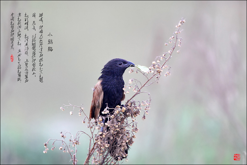 小鸦鹃 摄影 pigeon