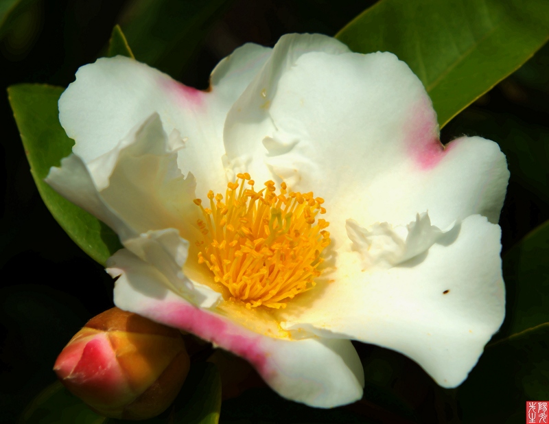 秀山顶上野山茶花 摄影 阳光先生