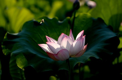 《呵护》 摄影 柳烟花雨