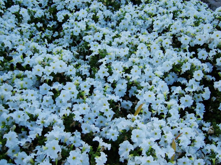 繁花似雪 摄影 秦楼月