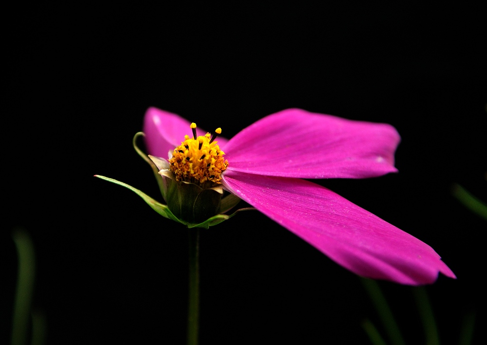 坝上拍花 摄影 laoye555