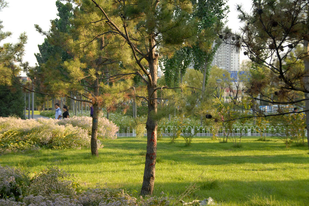 夕阳芳草寻常物 摄影 水之峰