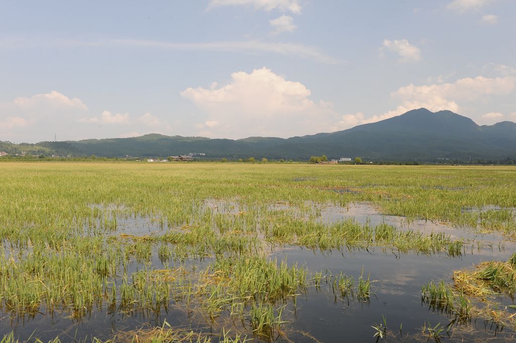 拉市海湿地 摄影 jianzhon