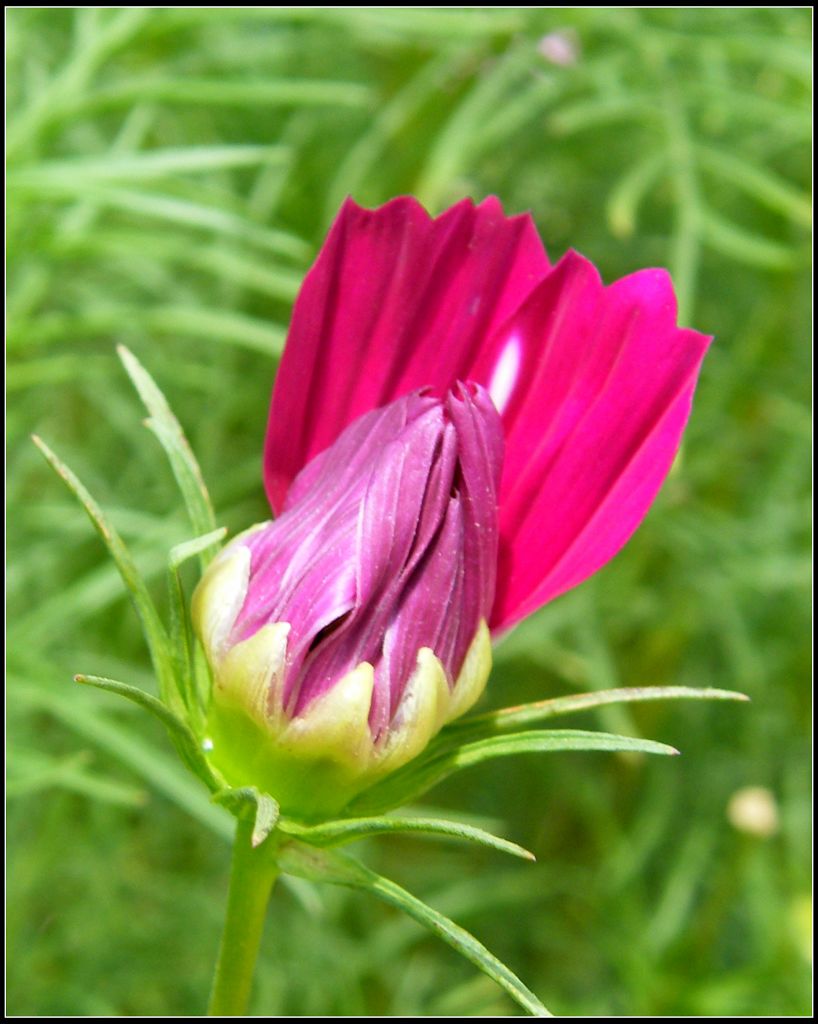 草菊花 摄影 高原苍松