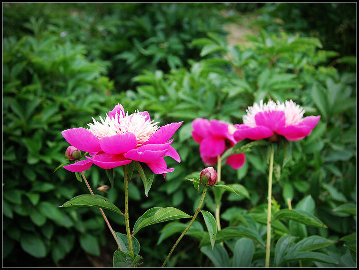 芍药花 摄影 橙桔芳馨