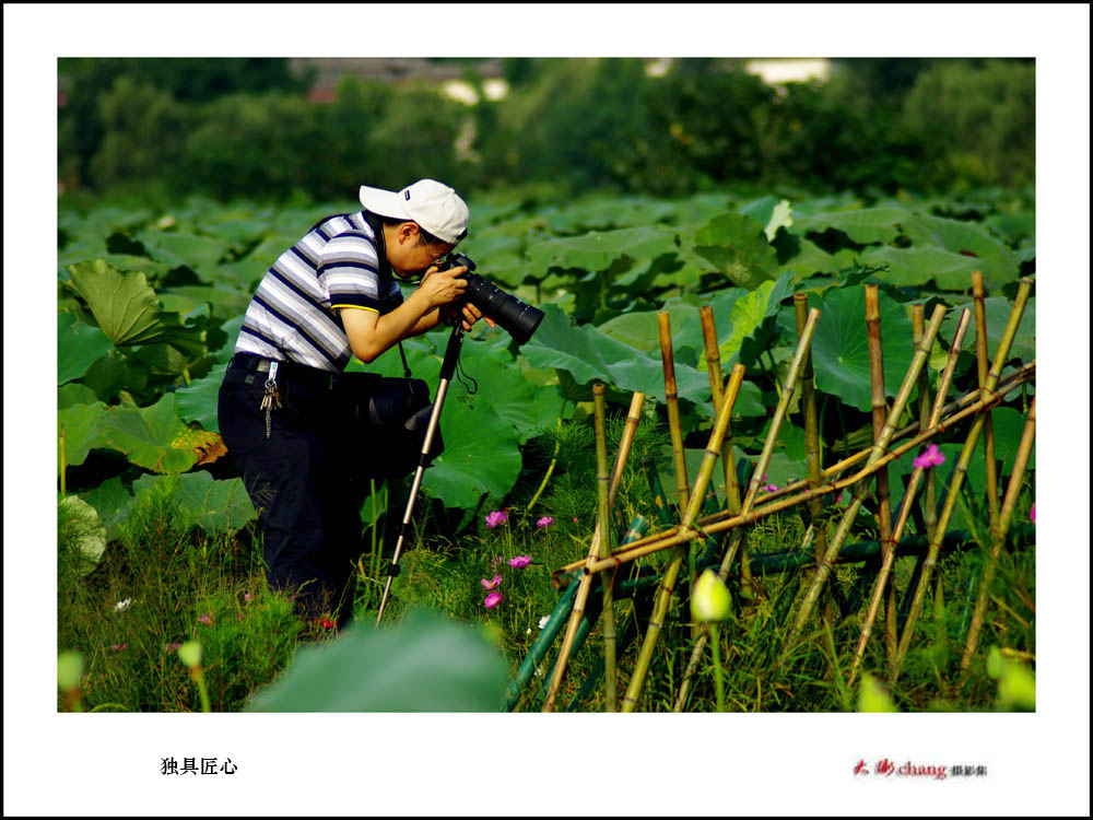 新荷览胜　.    独具匠心 摄影 弓长佳乃父上