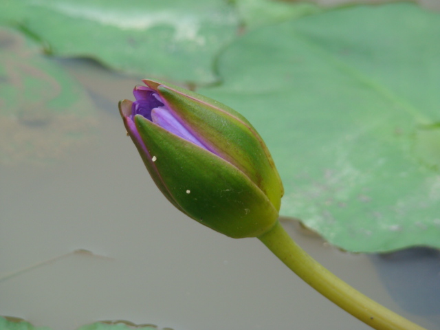 莲：水做的骨头 摄影 黄菂