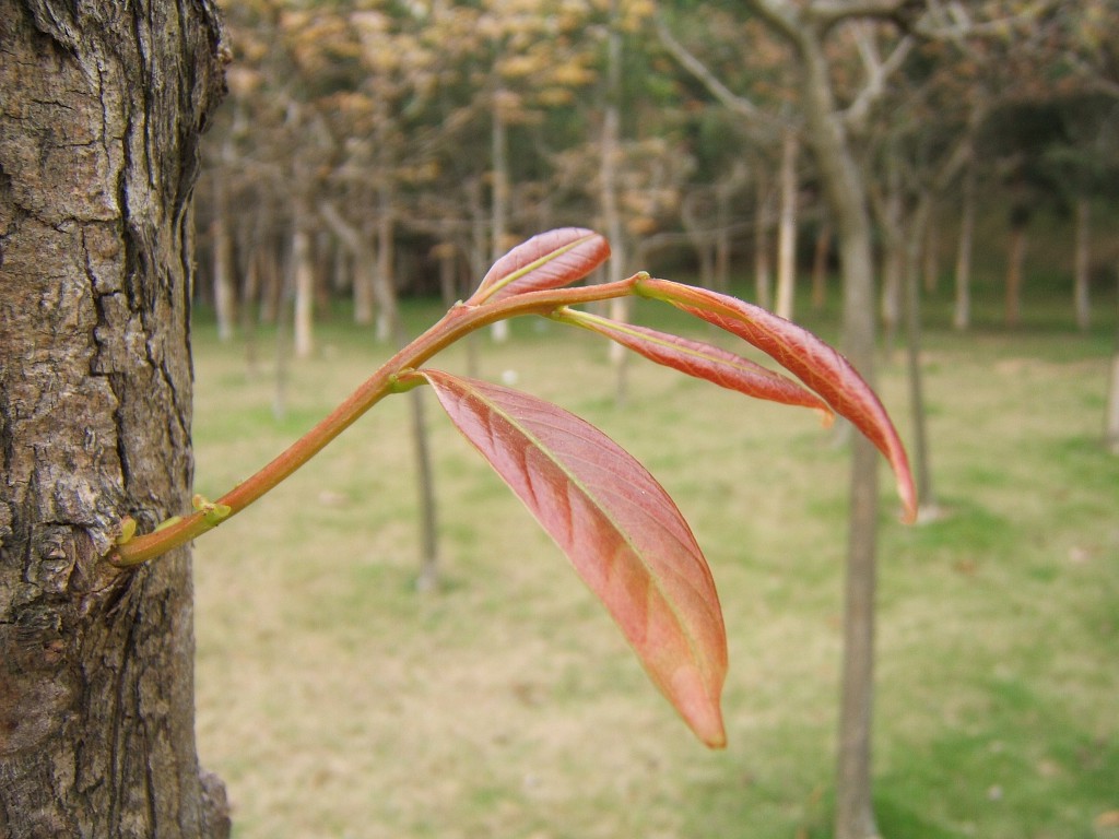 芽 摄影 yansong