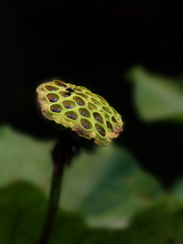 花开之后 摄影 自得乐