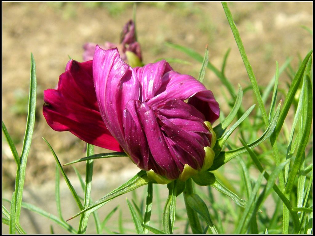 草菊花 摄影 高原苍松