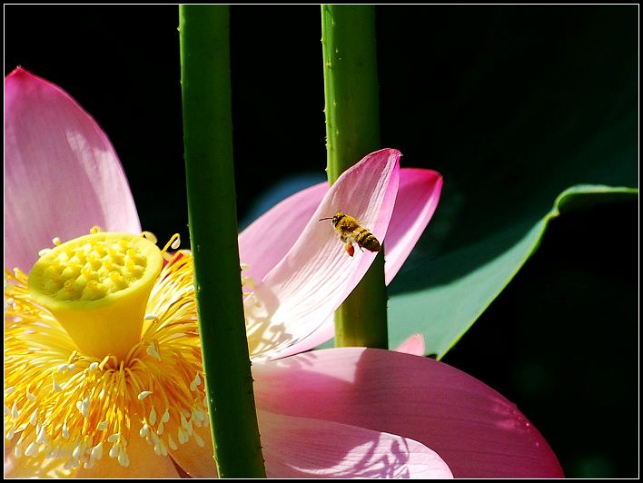 蜂.荷 摄影 aobentai