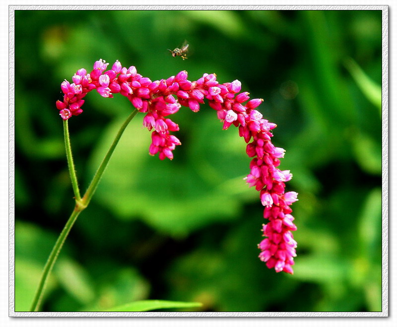 无名小草 摄影 艾舍