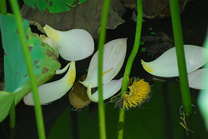 花落留芳 摄影 犇走天下