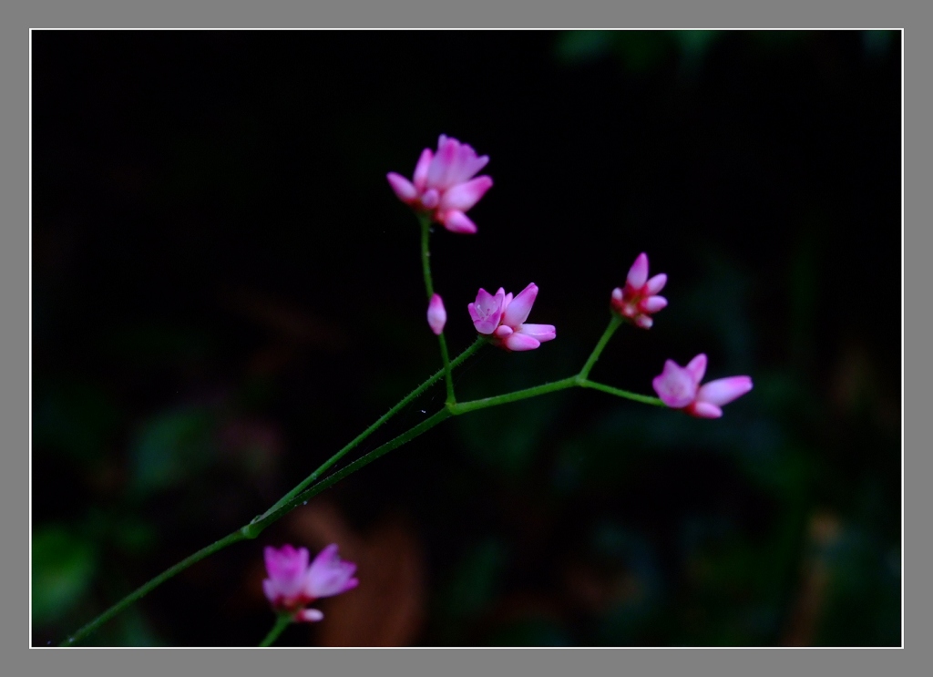 小花 摄影 鲤江