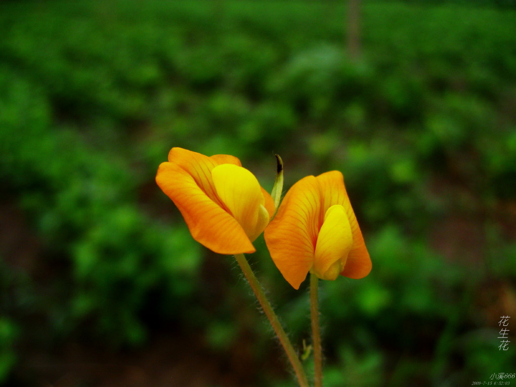 花生花 摄影 小溪666