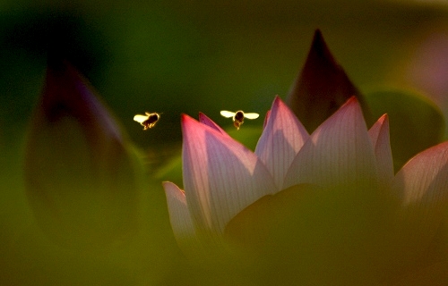 《梦幻》 摄影 柳烟花雨