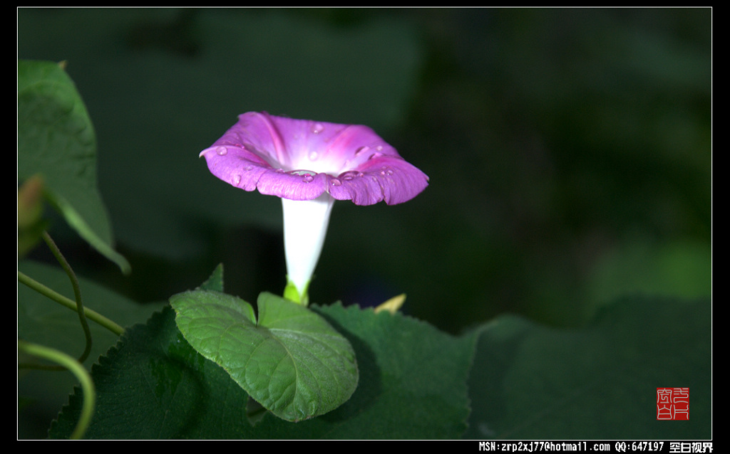 雨后牵牛花 摄影 一片空白