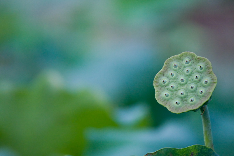 莲 摄影 加菲公爵