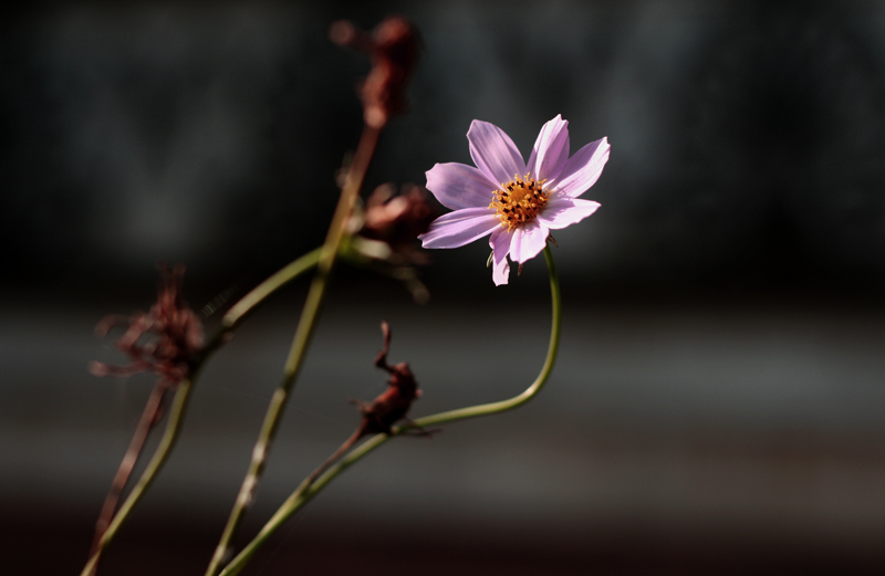 花 摄影 蓝月影视