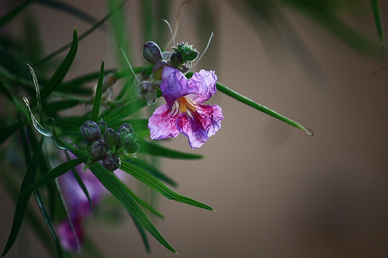 沙柳写意-紫色篇 摄影 鹿鱼