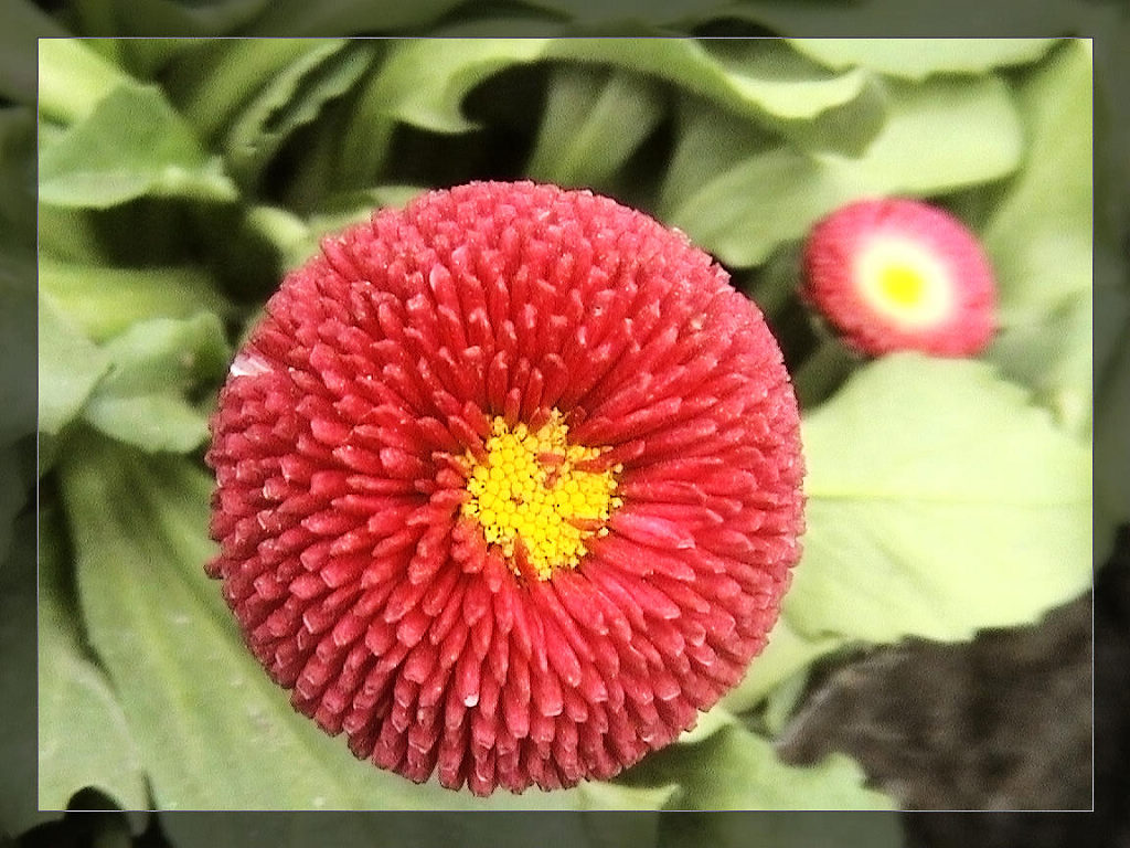 迎春花(4) 摄影 快乐就是健康