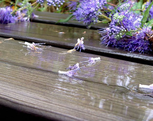 一场风雨后 摄影 超超级菜鸟