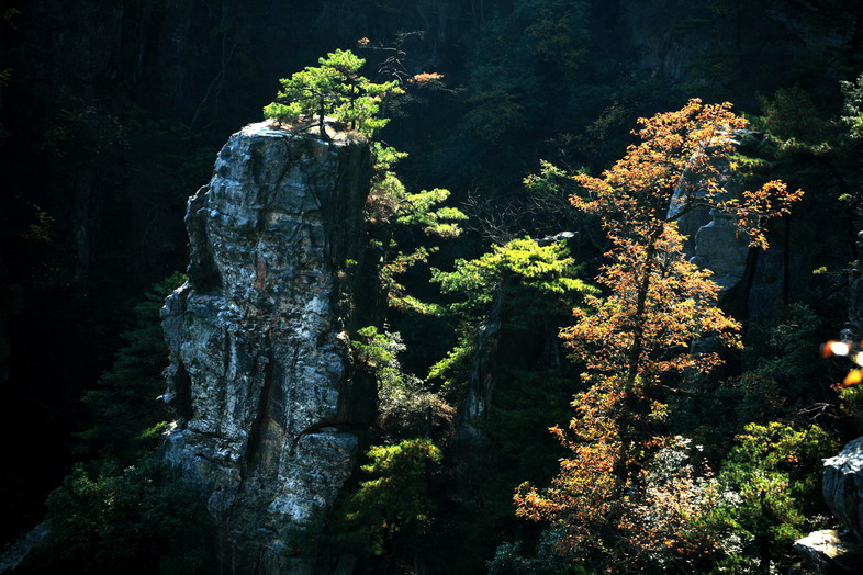 松 摄影 阿农阿民