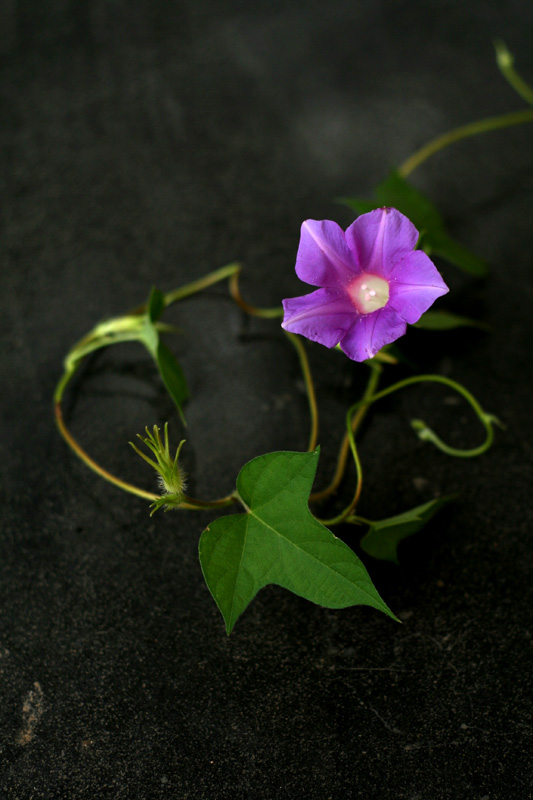 牵牛花 摄影 蓝月影视