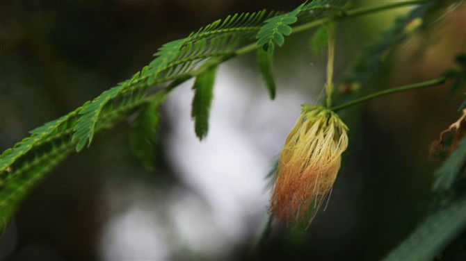 惜花落 摄影 李荣