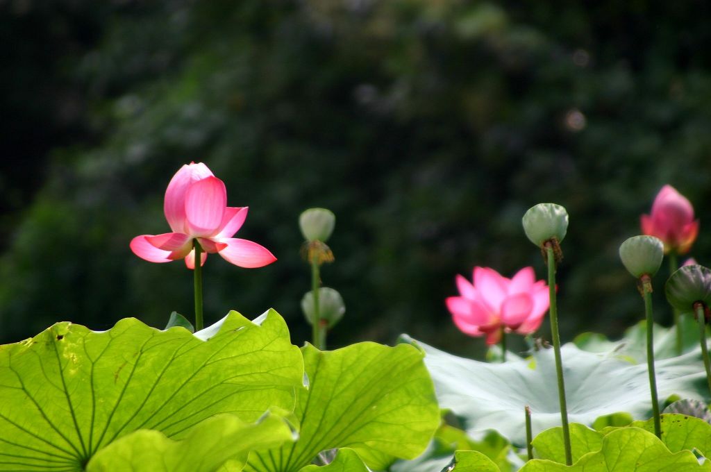 出水芙蓉 摄影 图悦工坊