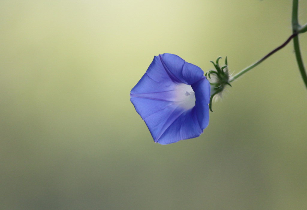 牵牛花 摄影 bjplcn