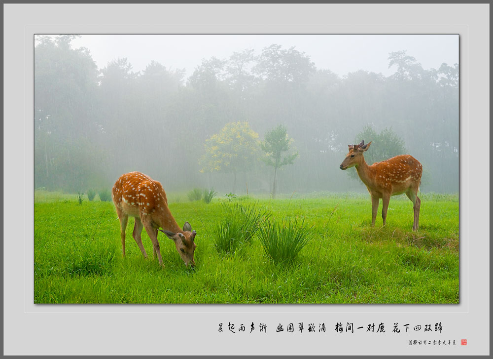 雨中梅花 摄影 huazhu