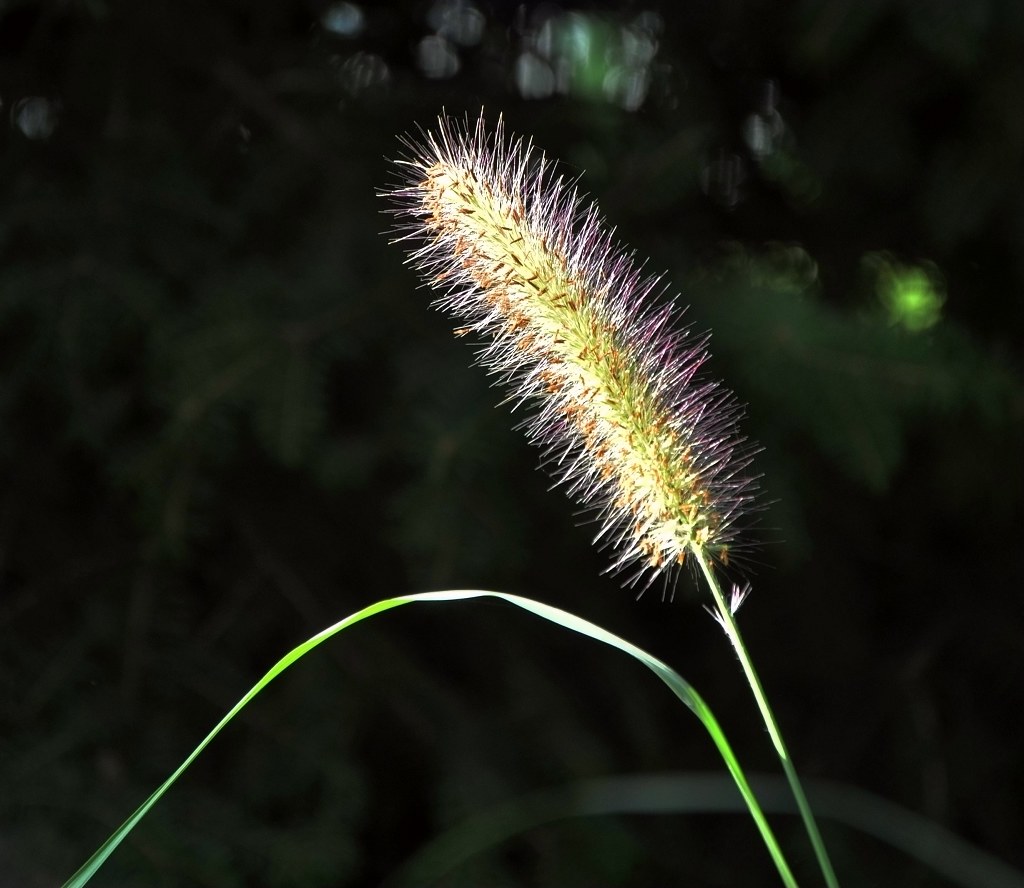 小草 摄影 水穷处