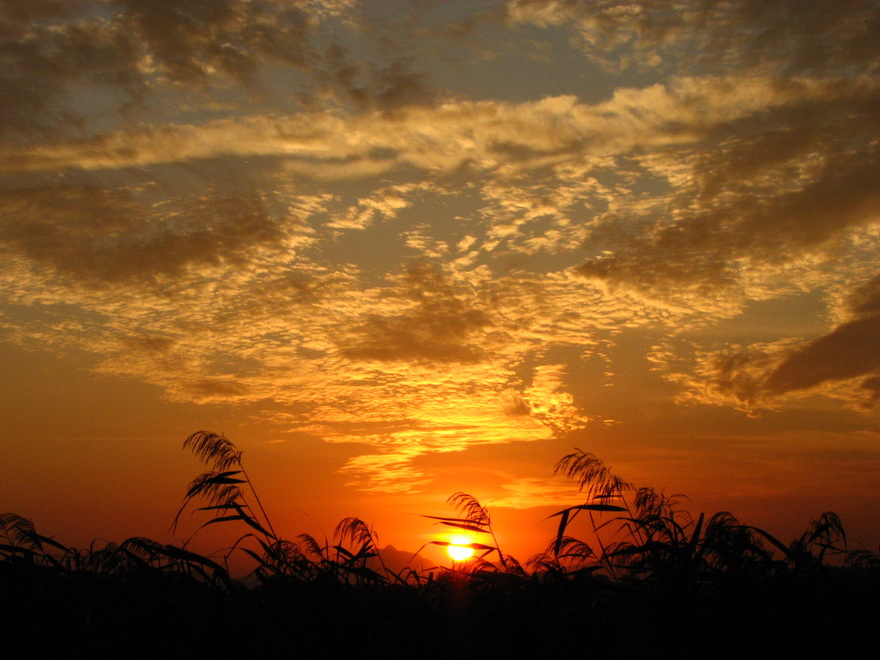 夕阳下的芦苇荡 摄影 美景守望者