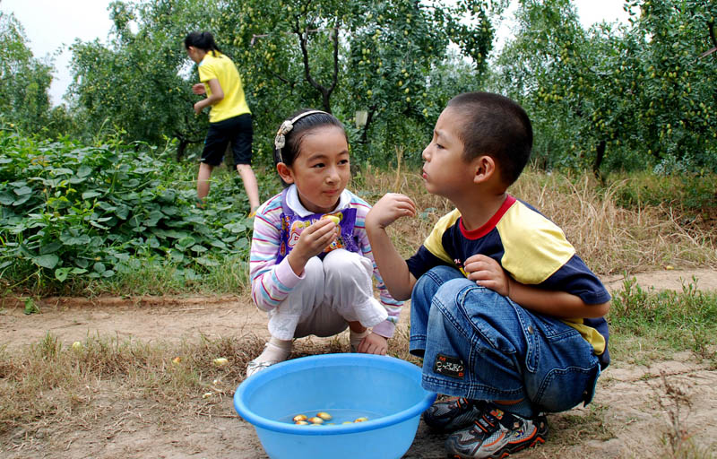 枣子熟了5 摄影 土豆花