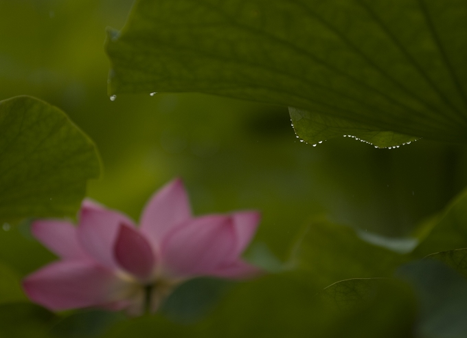 雨露下的荷 摄影 zp8868