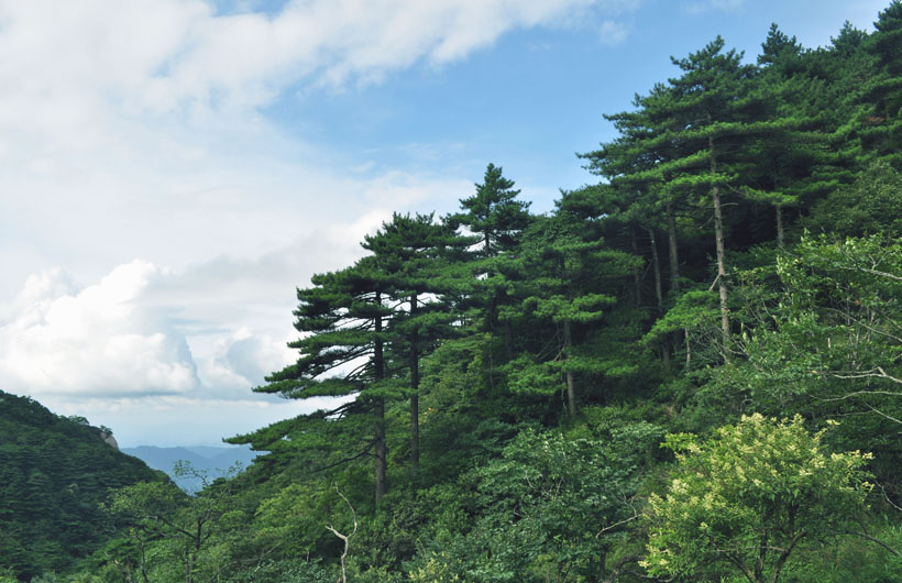 三清山 摄影 马兰草