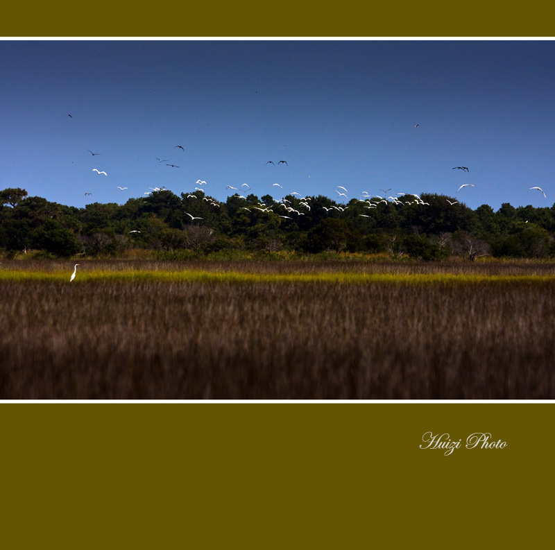 Assateague Island 摄影 禾惠子