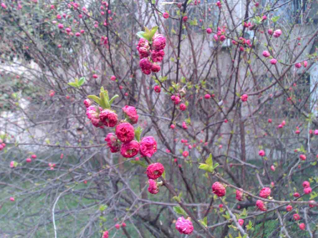 春色 摄影 来自林芝