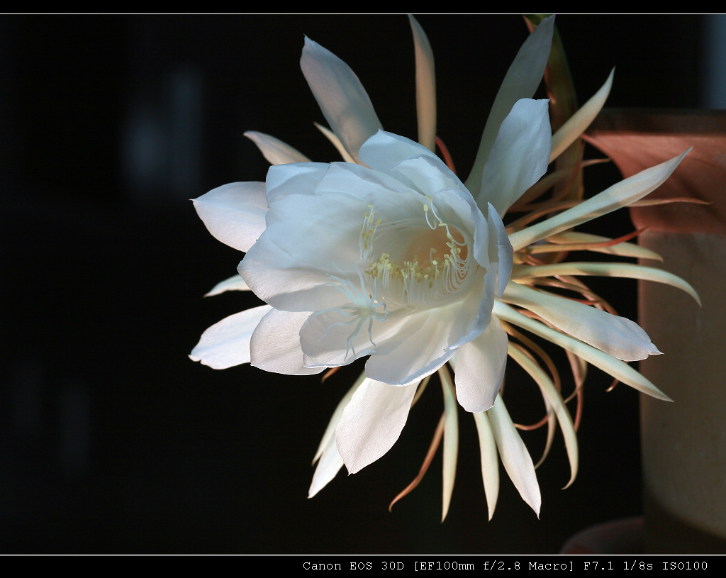 昙花 摄影 油灯