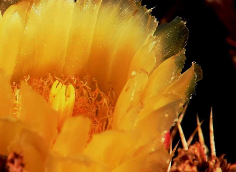 沙漠植物写真-鱼钩仙人球花 摄影 鹿鱼