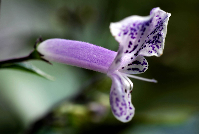 小花 摄影 土豆花