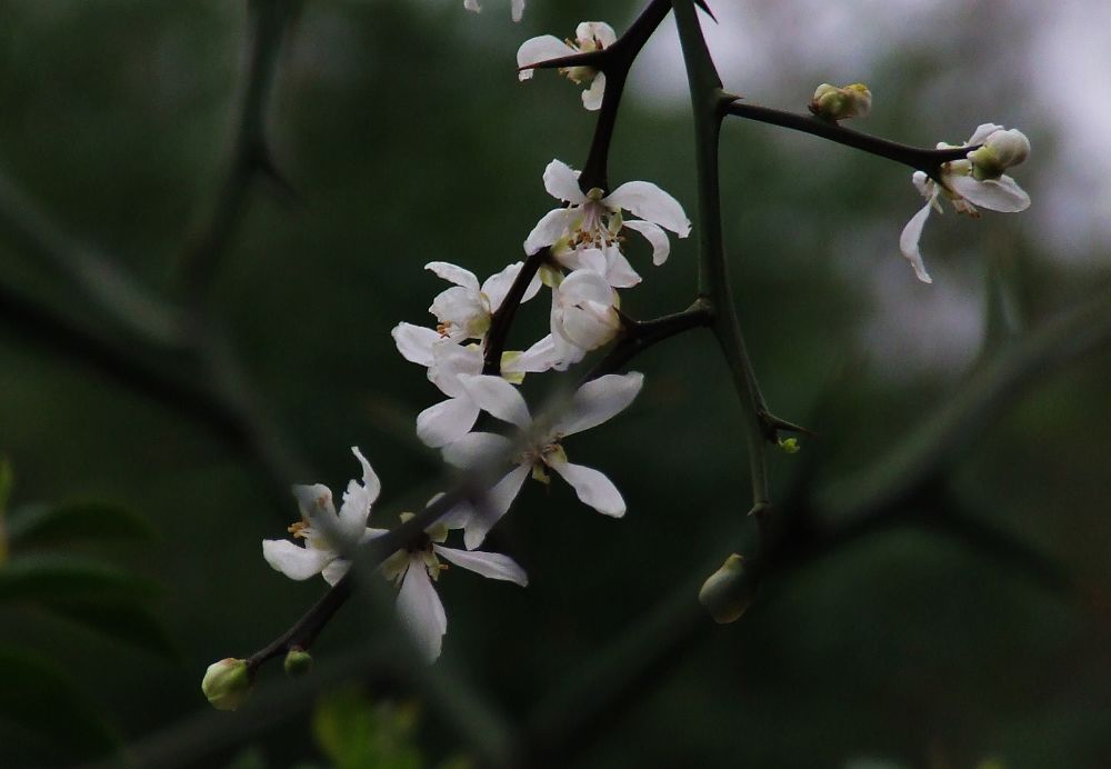 花嫩香浓情意长 摄影 贵佗