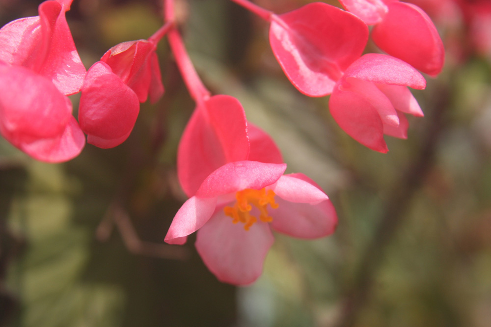 竹节海棠 摄影 王建