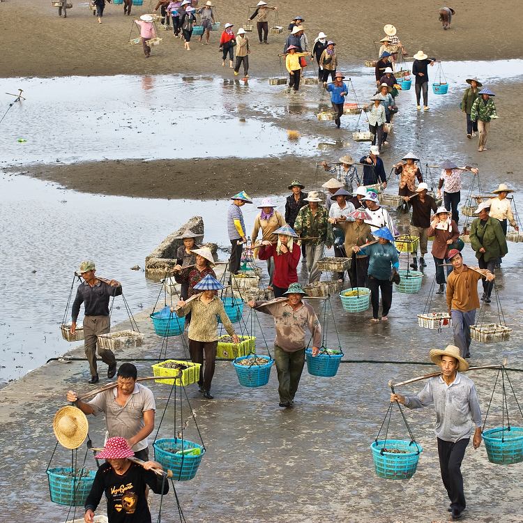 收蛏归来 摄影 静野