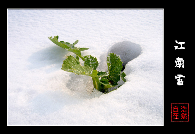 江南雪 摄影 浩然自在