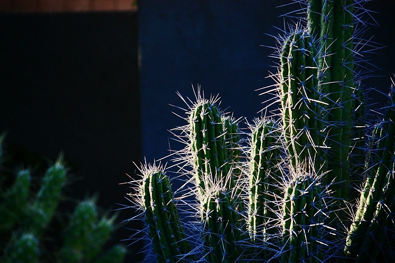 沙漠植物写真-强刺 摄影 鹿鱼