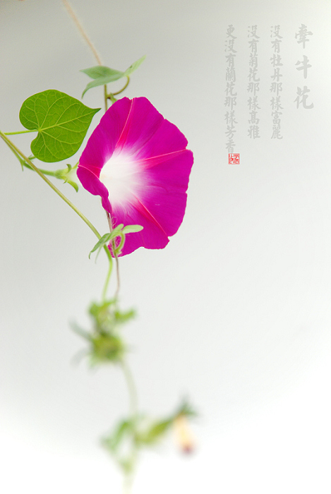 牵牛花 摄影 子辰