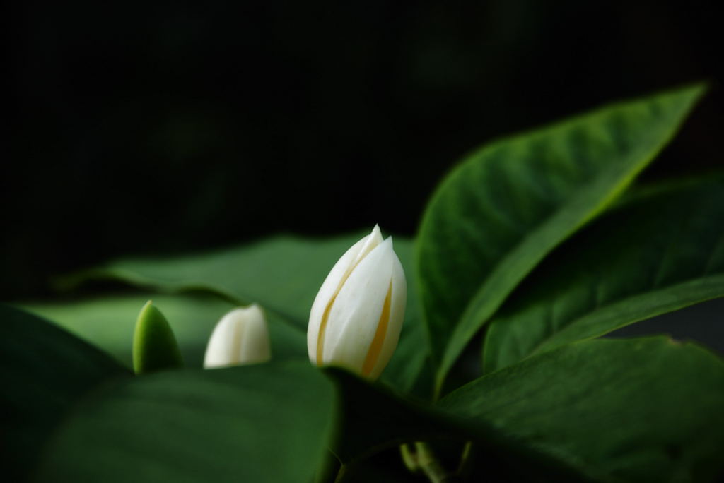 花蕾 摄影 听快门的声音